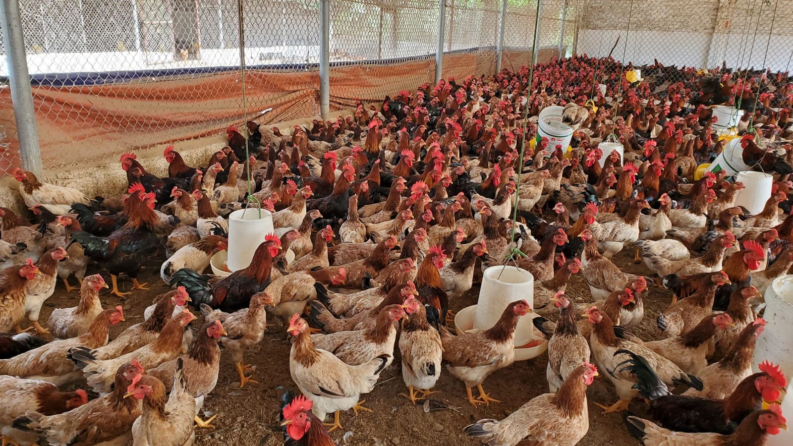 Tiêu dùng trong tuần (từ 14-20/11/2022): Giá gia cầm giảm sâu, người nuôi lỗ nặng